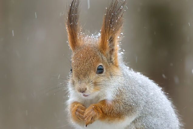 погода у Києві