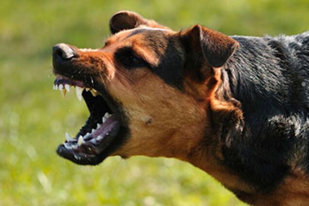 Скажена собака