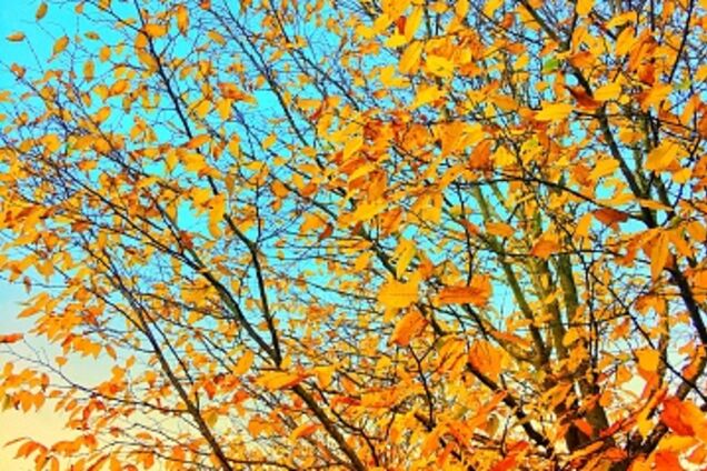 Приближается циклон: синоптик рассказала, какой будет погода в пятницу в Украине