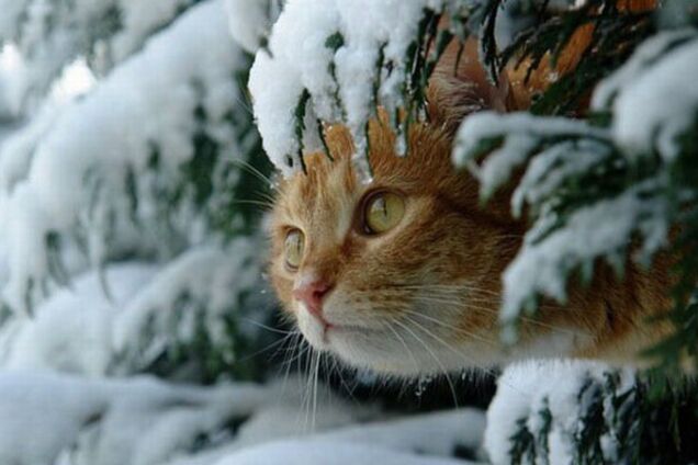 Погода, Київ, прогноз погоди