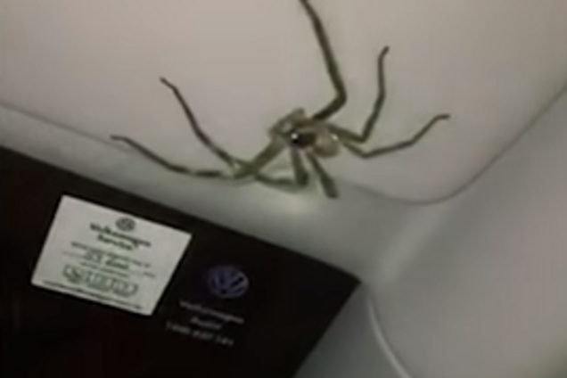 В Австралії дівчина виявилася забарикадованою в авто через 'монстра': моторошне відео