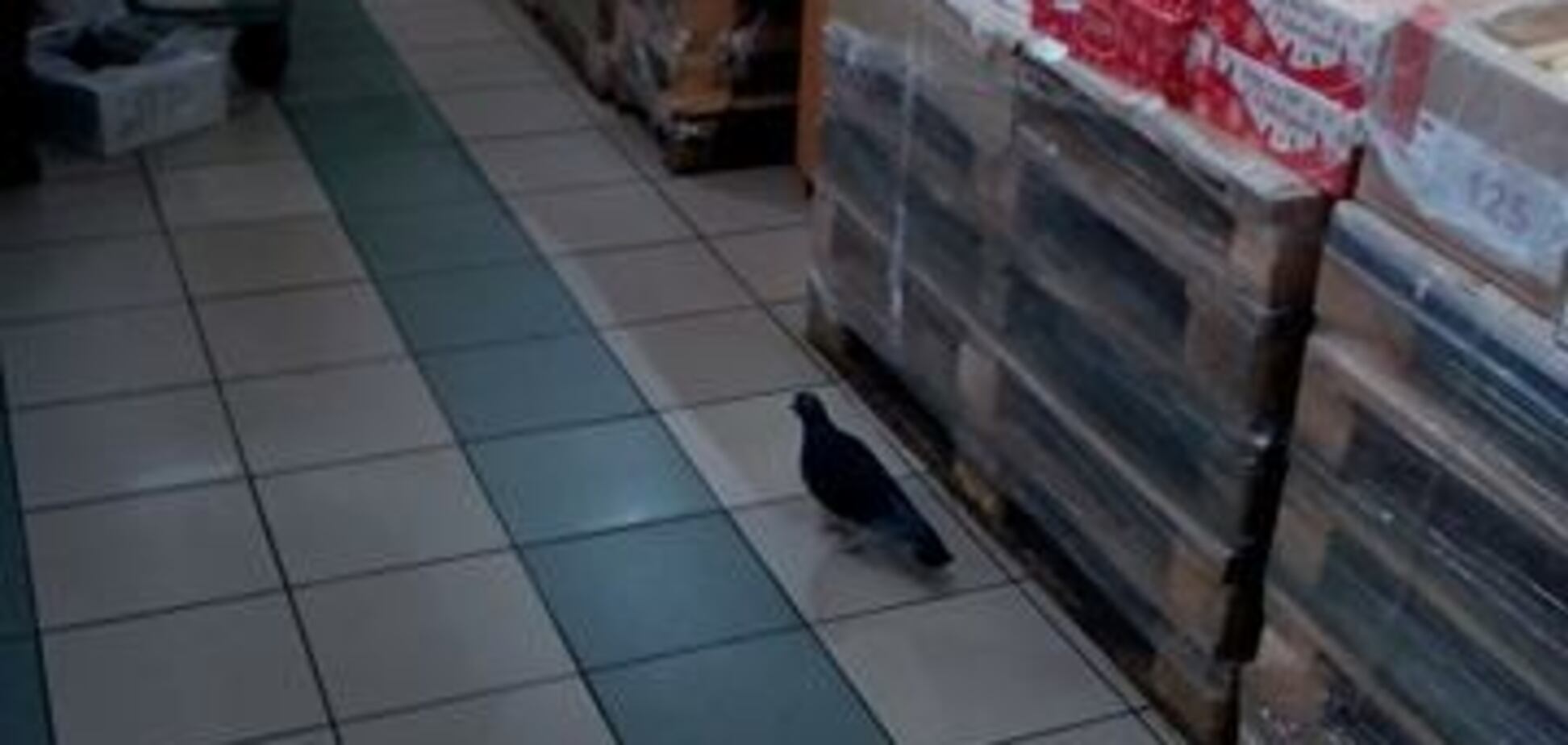 Голубь в супермаркете