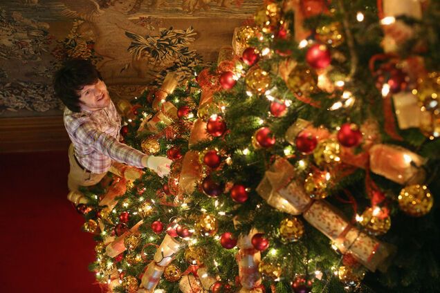 В Украине начали продавать новогодние елки: названы цены