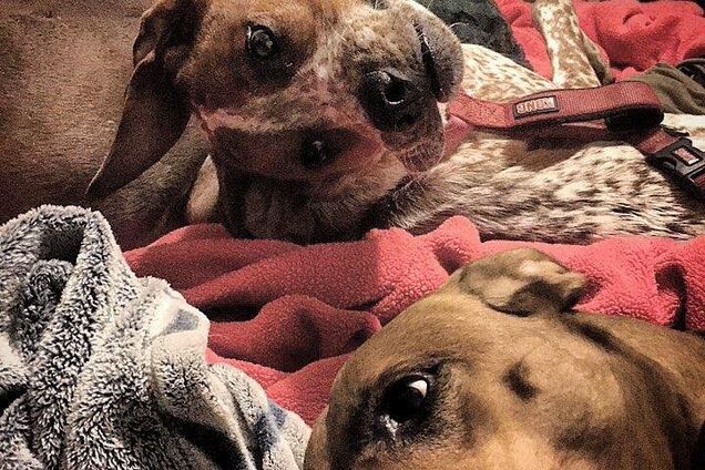 Что случилось с собакой? Удивительная оптическая иллюзия покорила сеть