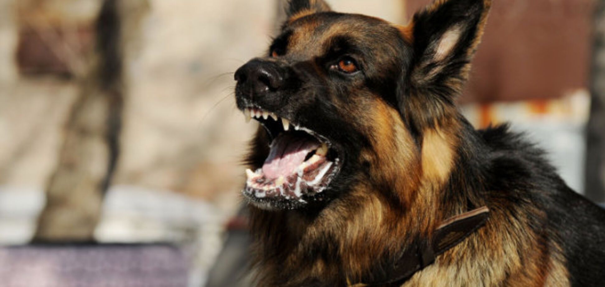 Без шансов выжить: на Днепропетровщине псы насмерть загрызли женщину