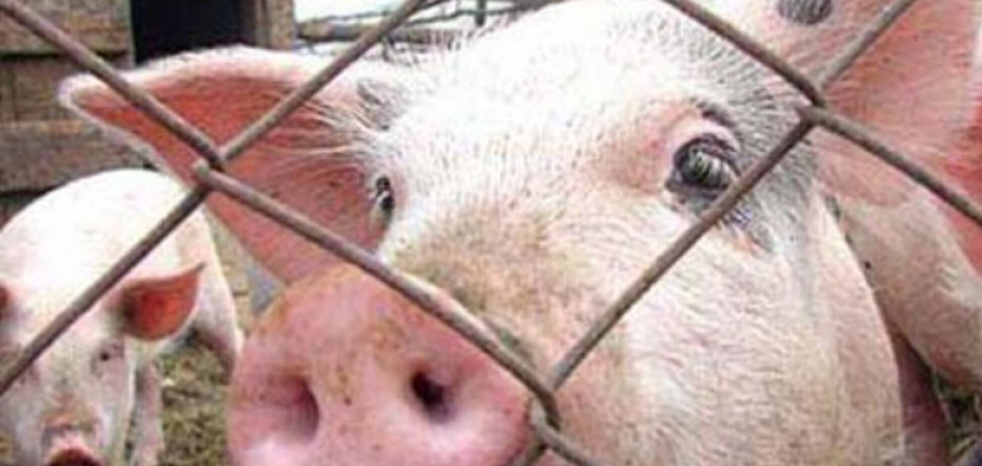 Будут давить бульдозером? ФСБ заявила о громкой победе над свининой из Украины