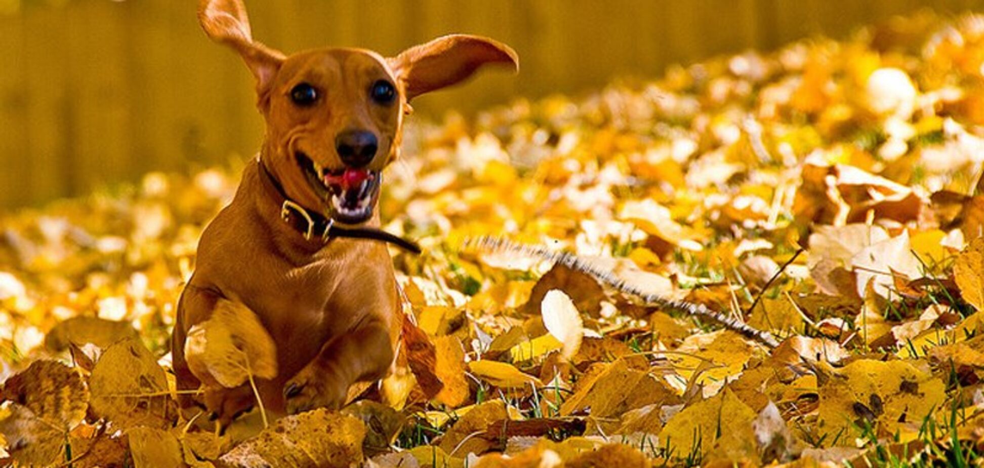 Погода в Киеве