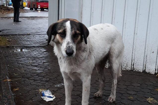 Хатіко по-українськи: мережу зворушила історія з самотньою собакою