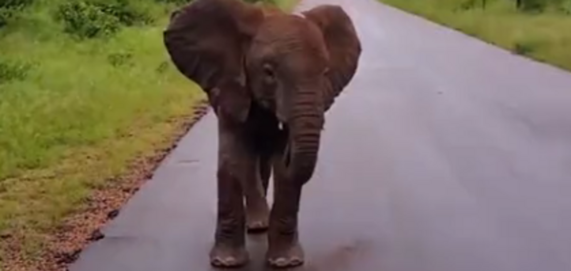 Сердитый слоненок