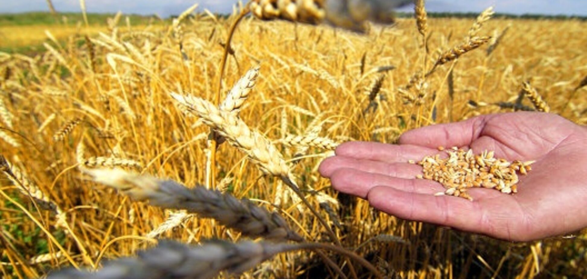 В Одесской области рейдеры отбирают урожай у аграриев - СМИ