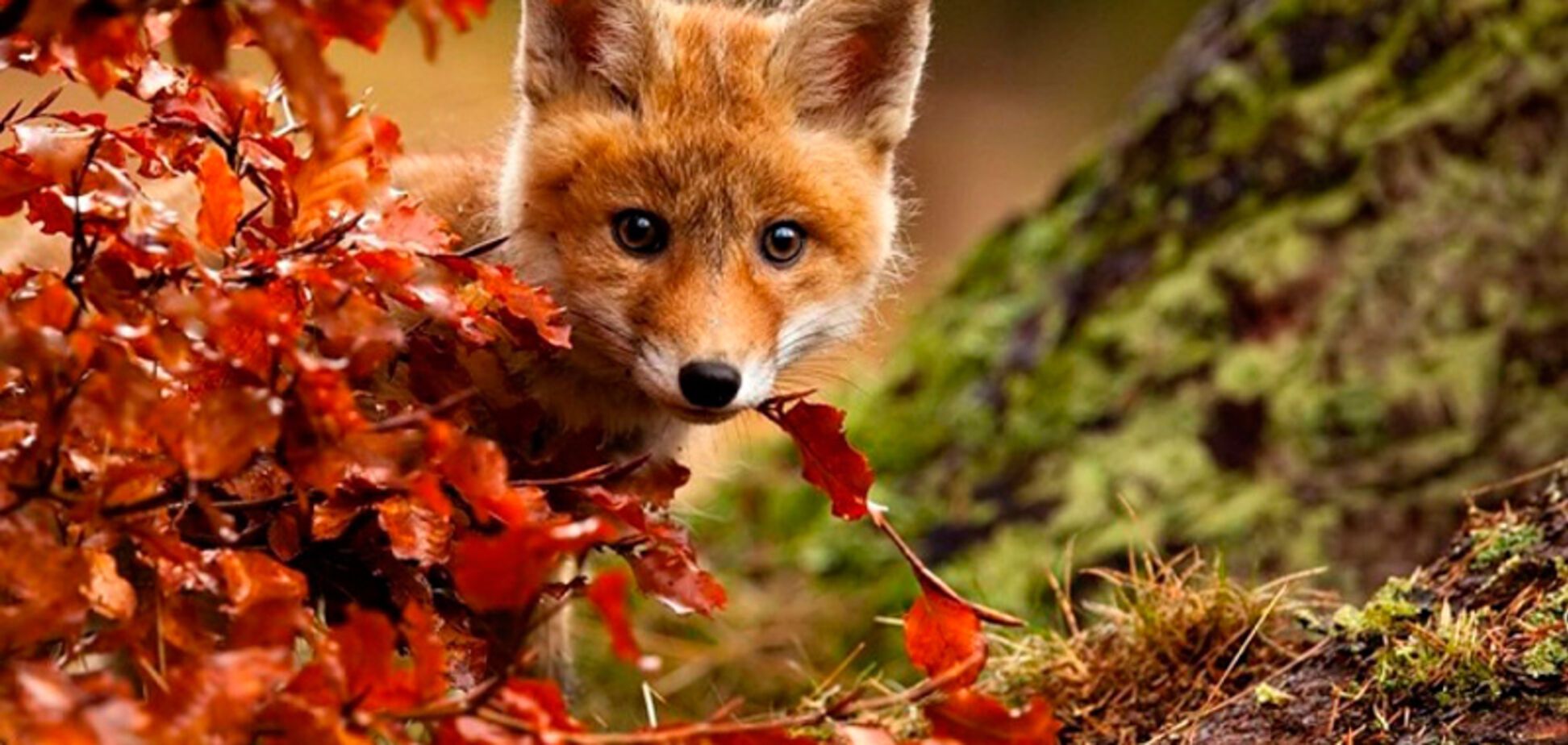 Погода в Киеве