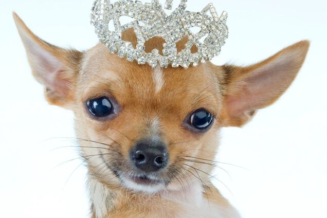 Рік Жовтого Земляного Собаки: у чому зустріти Новий рік