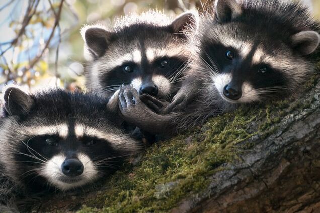 Погода в Киеве