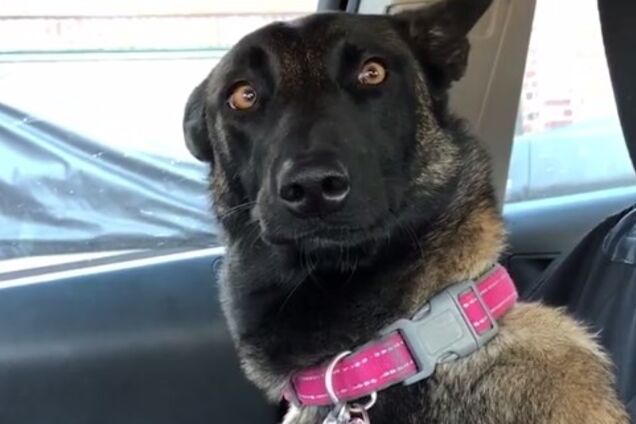 Пес покорил сеть реакцией на пополнение в семье: смешное видео