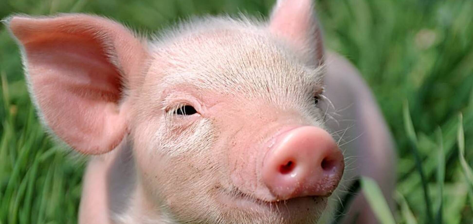 Арестованную свинью съесть - это, конечно, беспредел