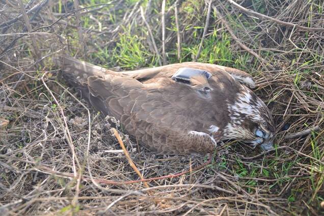 'Немає ні душі, ні серця': підле вбивство в Одеській області розбурхало мережу