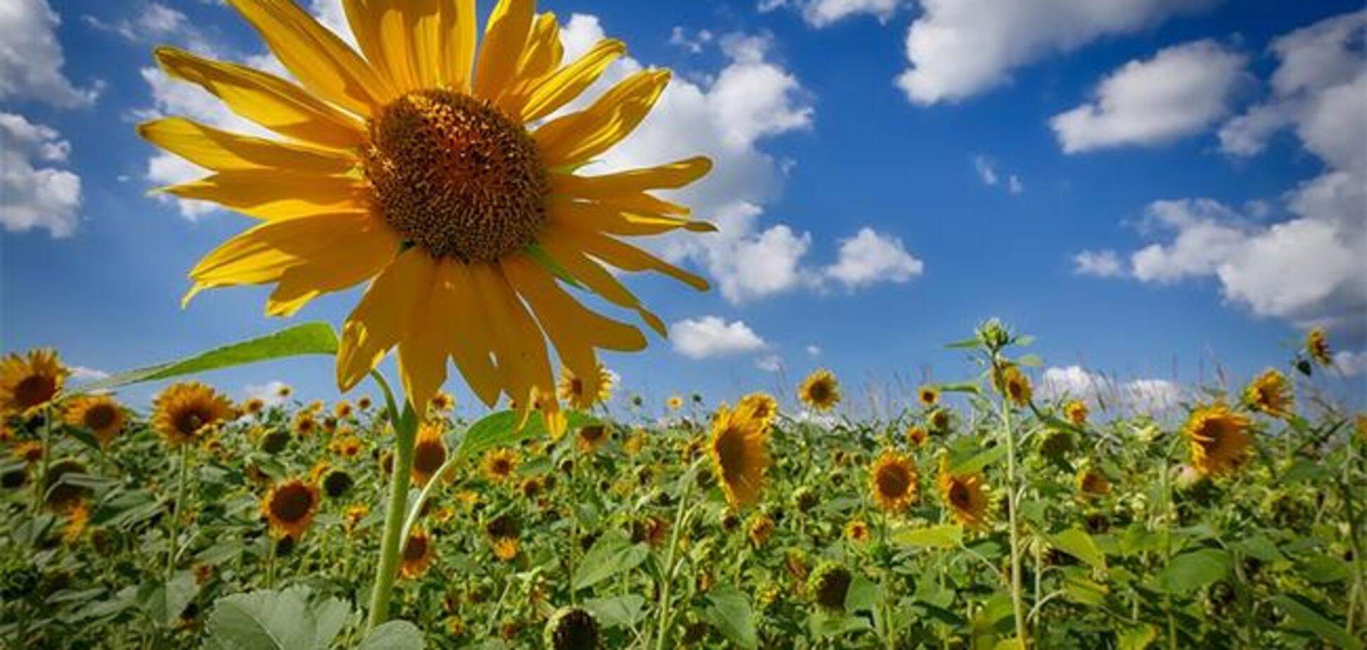 Украина должна создать высокоэффективную отрасль переработки масличных культур - эксперт