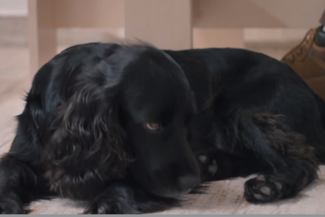 В Крыму оккупанты попытались объявить террористом собаку: появилось видео