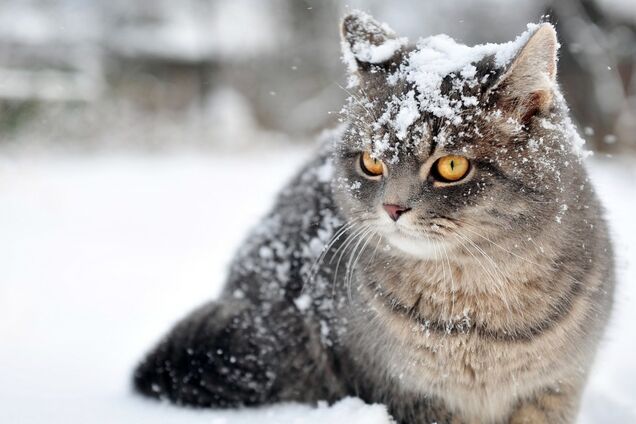 'Убєрі етого блохастого ублюдка із моєго дома'