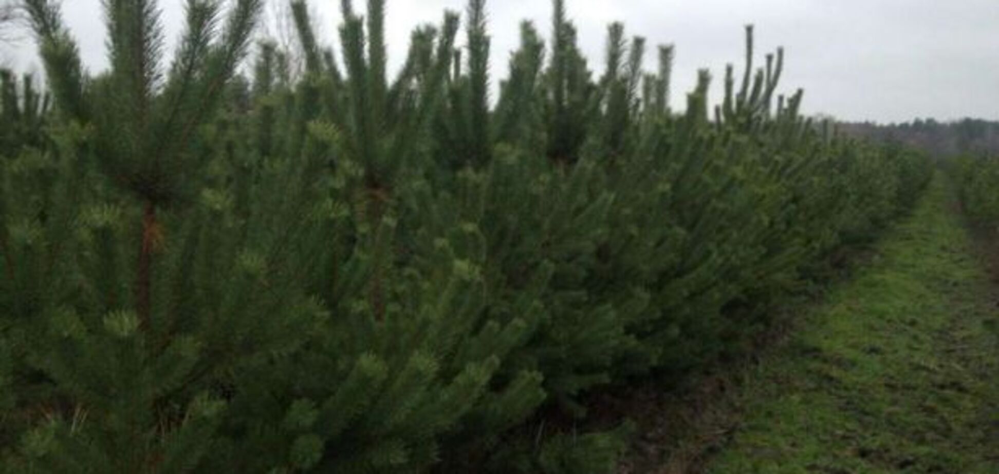 Та, хіба то люди?