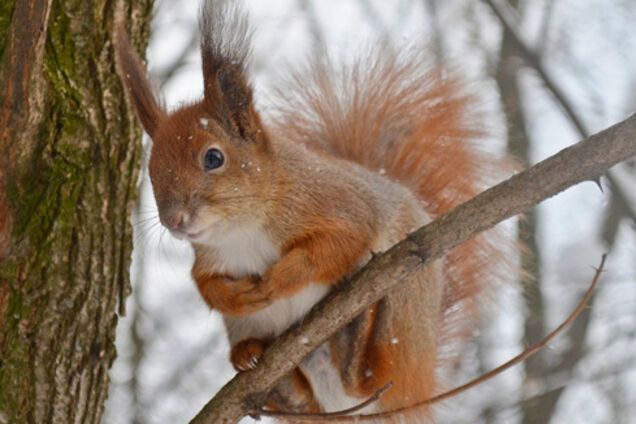 белка, погода