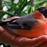 Да здравствуют распятые снегири