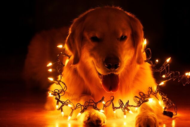 Год Собаки и Украина: маг озвучил интересный прогноз