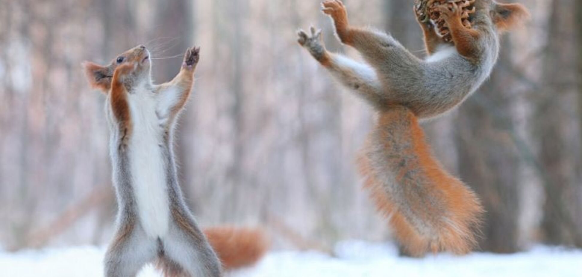 Погода, Київ, тварини взимку
