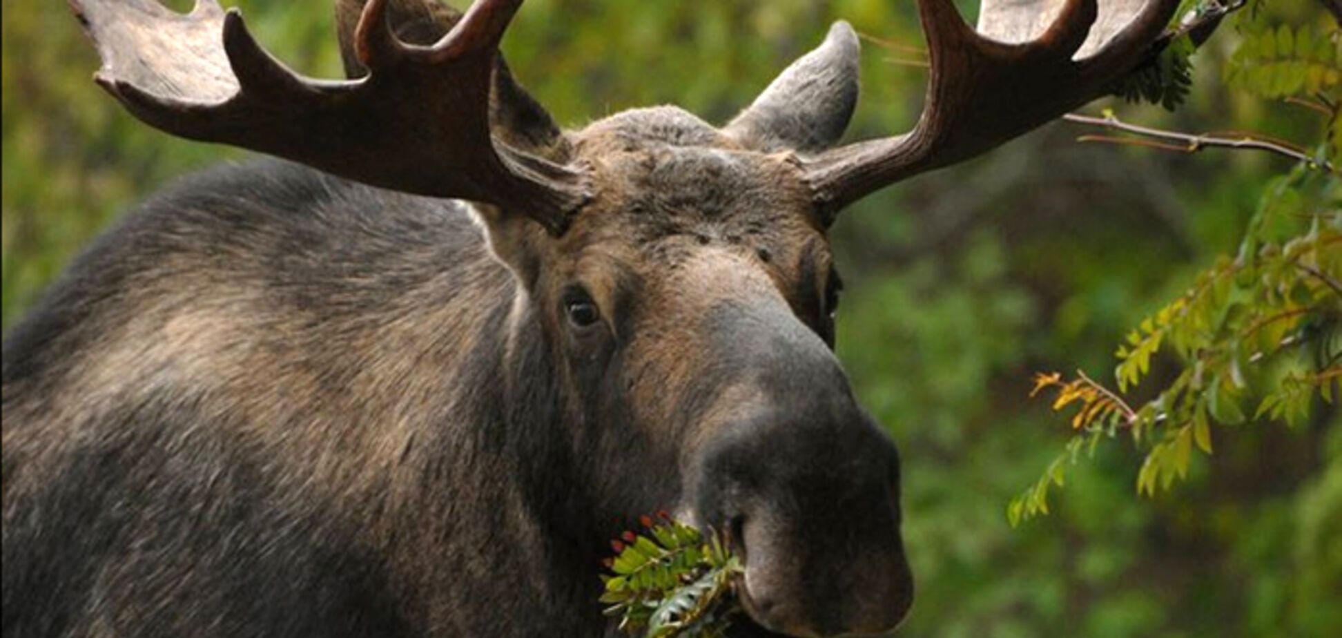 В Красную книгу Украины внесли новое животное