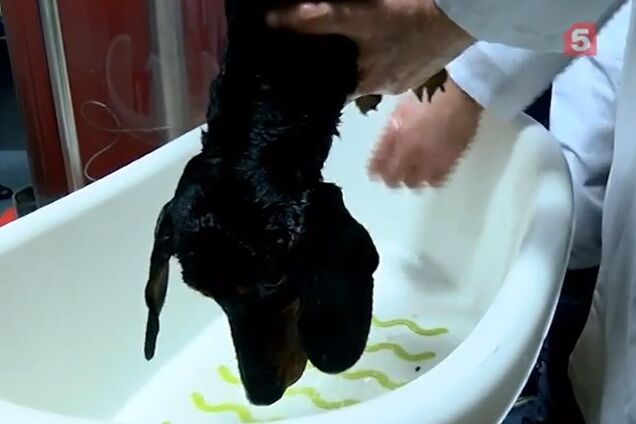 У Росії собаку піддали випробуванням заради закордонного друга Путіна