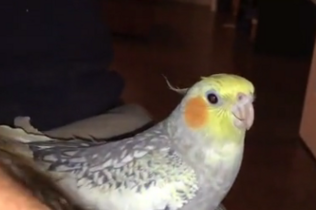 iPhone отдыхает: в сети появилось забавное видео с рингтоном от психованного попугая