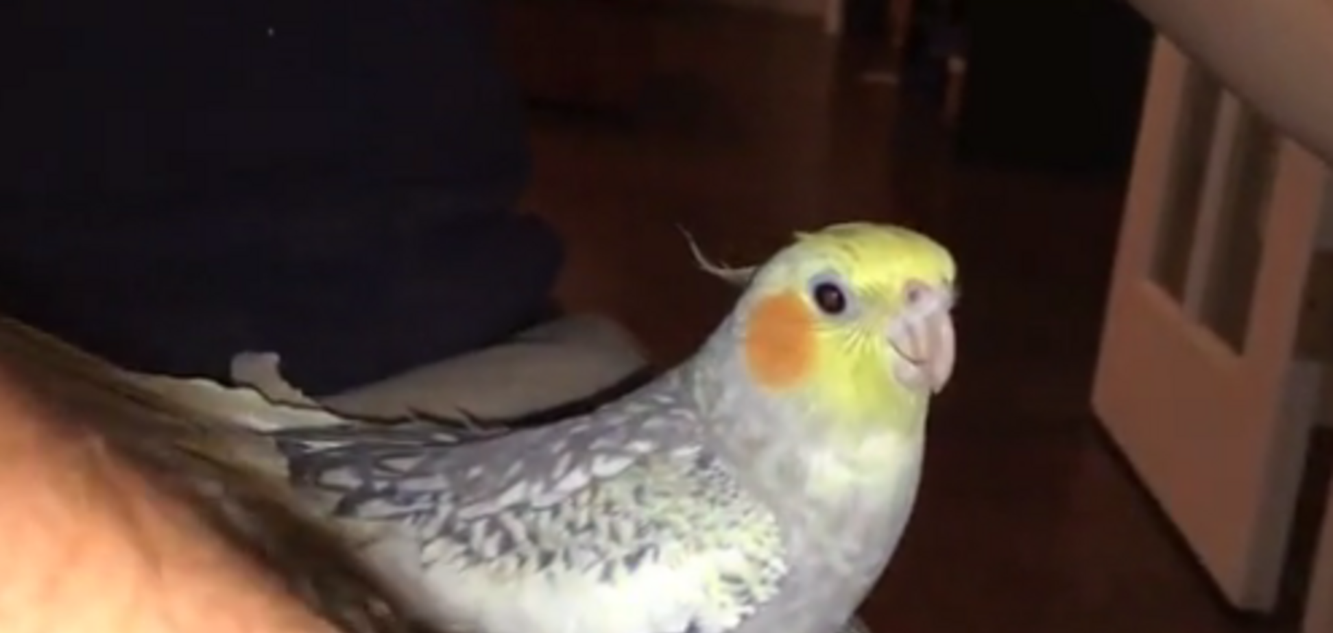 iPhone отдыхает: в сети появилось забавное видео с рингтоном от психованного попугая