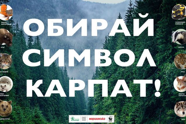 Барсук  против зубра:  в Украине начинается голосование за символ Карпат