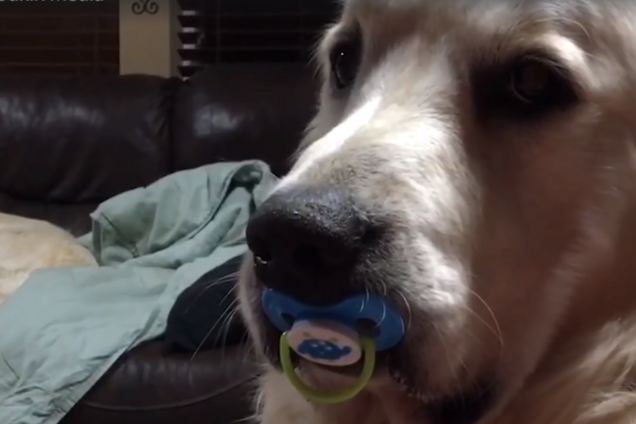 'Это восхитительно': видео с собакой, которая не хочет взрослеть, покорило сеть
