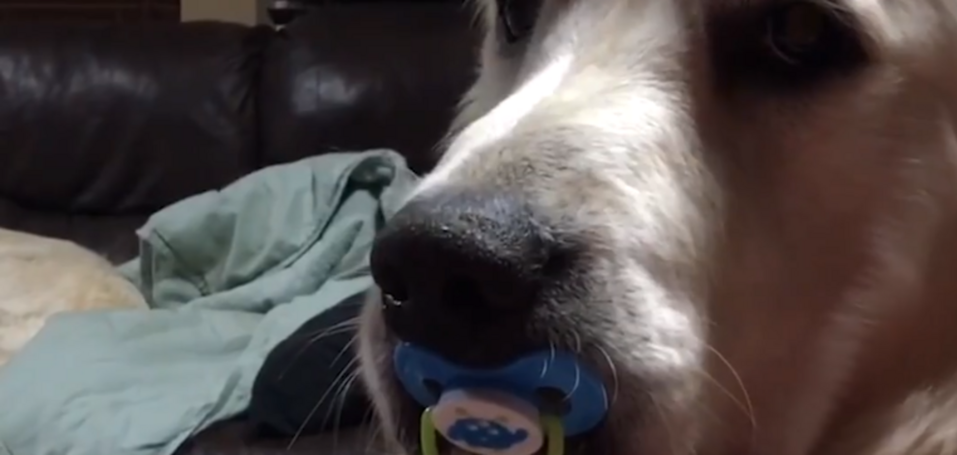 'Це чудово': відео з собакою, яка не хоче дорослішати, підкорило мережу
