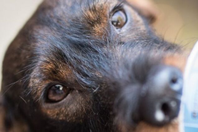 Идиотизм российского чиновника и такса: чем закончится эксперимент