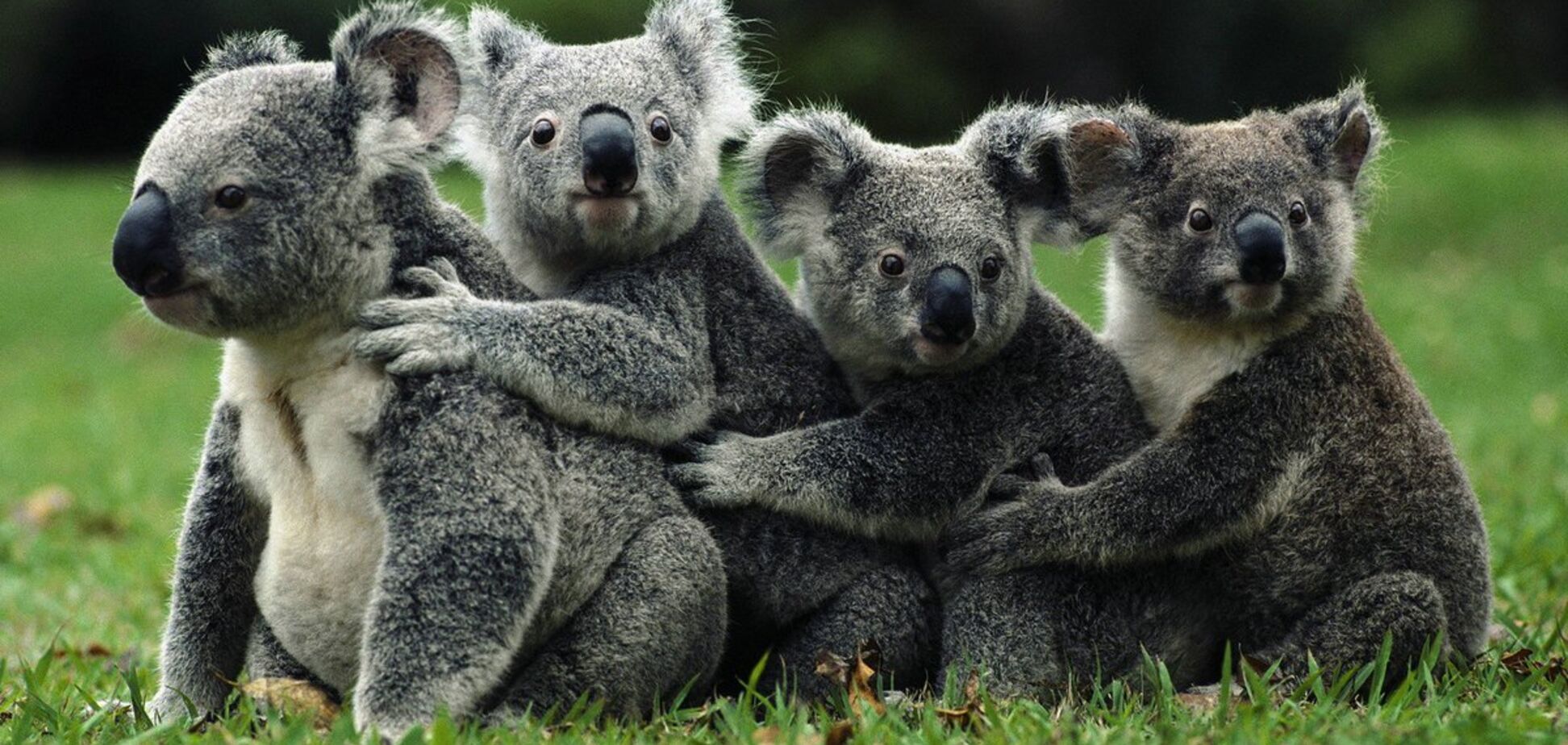 В Австралії коали влаштували затор на дорозі: опубліковано веселе відео