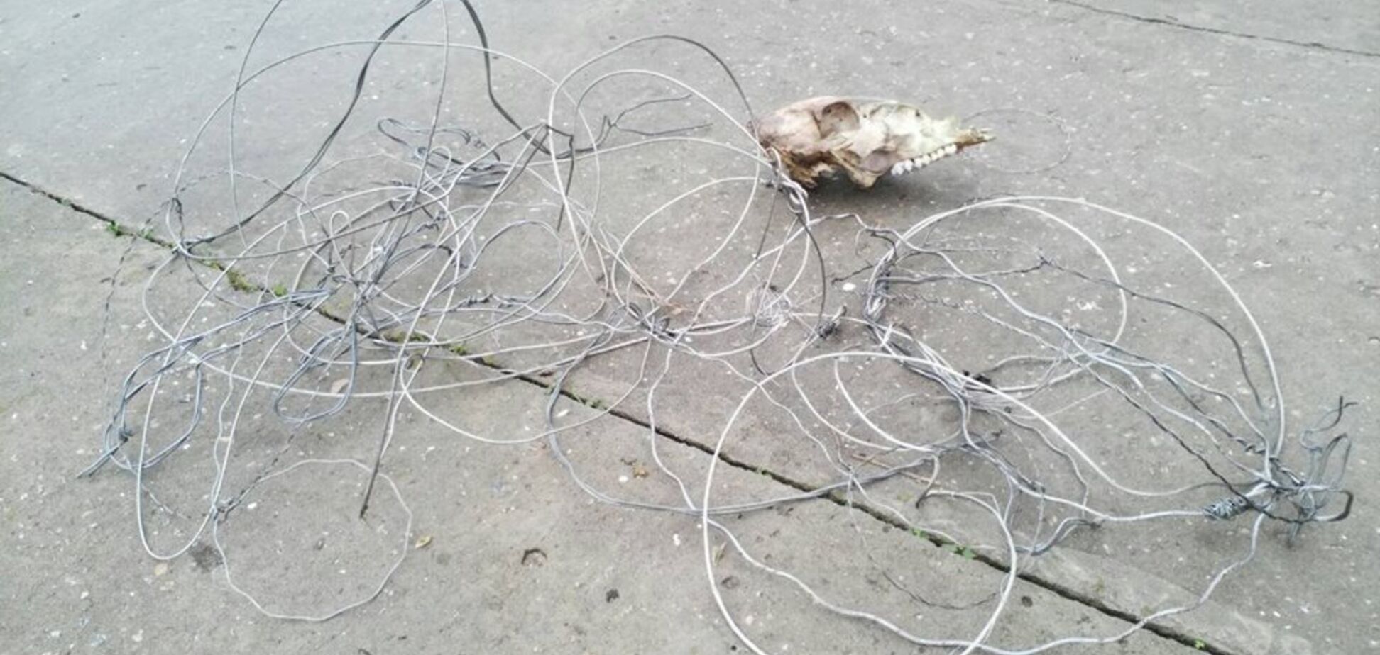 На запорожской Хортице браконьеры расставили десятки ловушек