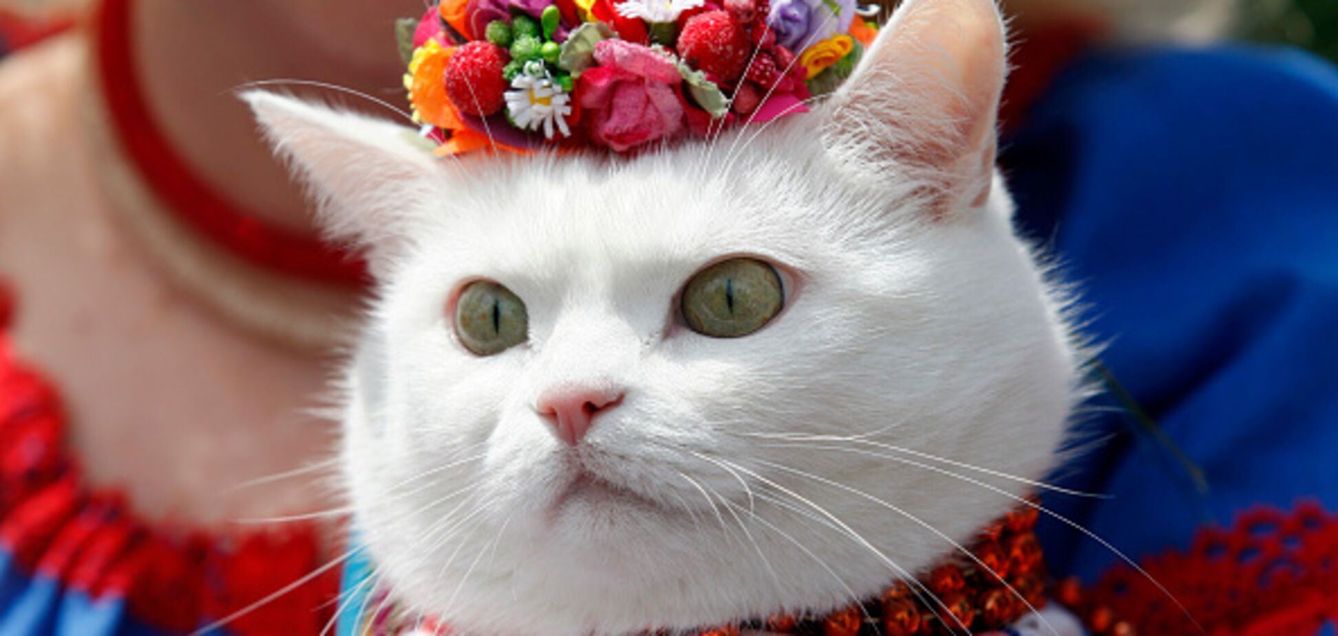 кіт Україна