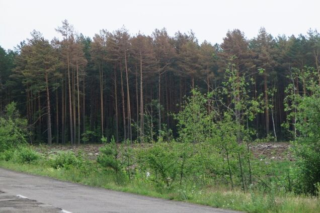 На Рівненщині люди в балаклавах з битами напали на лісову охорону