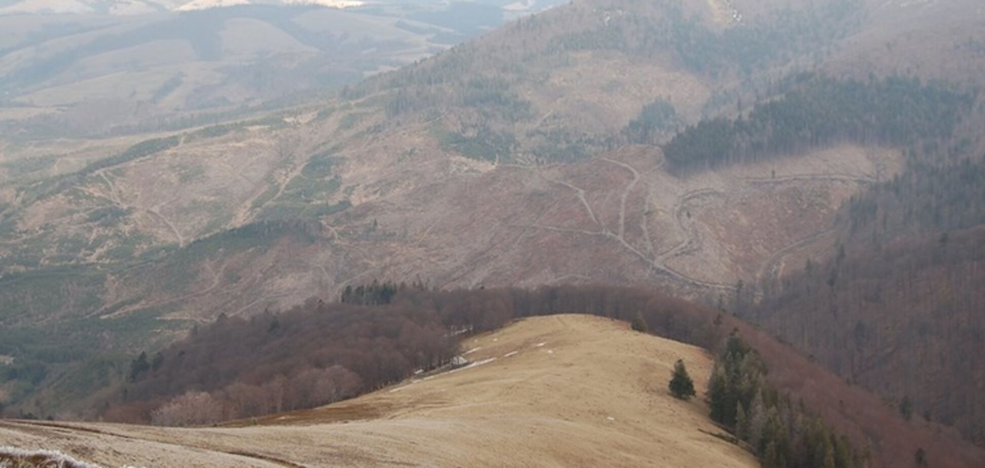 Знищуємо всю Україну: еколог шокувала наслідками 'лисих' Карпат