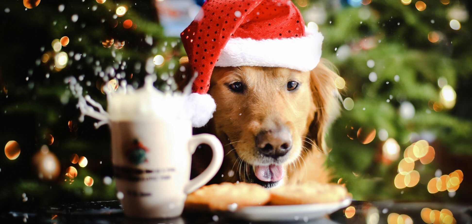 Год Желтой Собаки: что он принесет Украине и миру