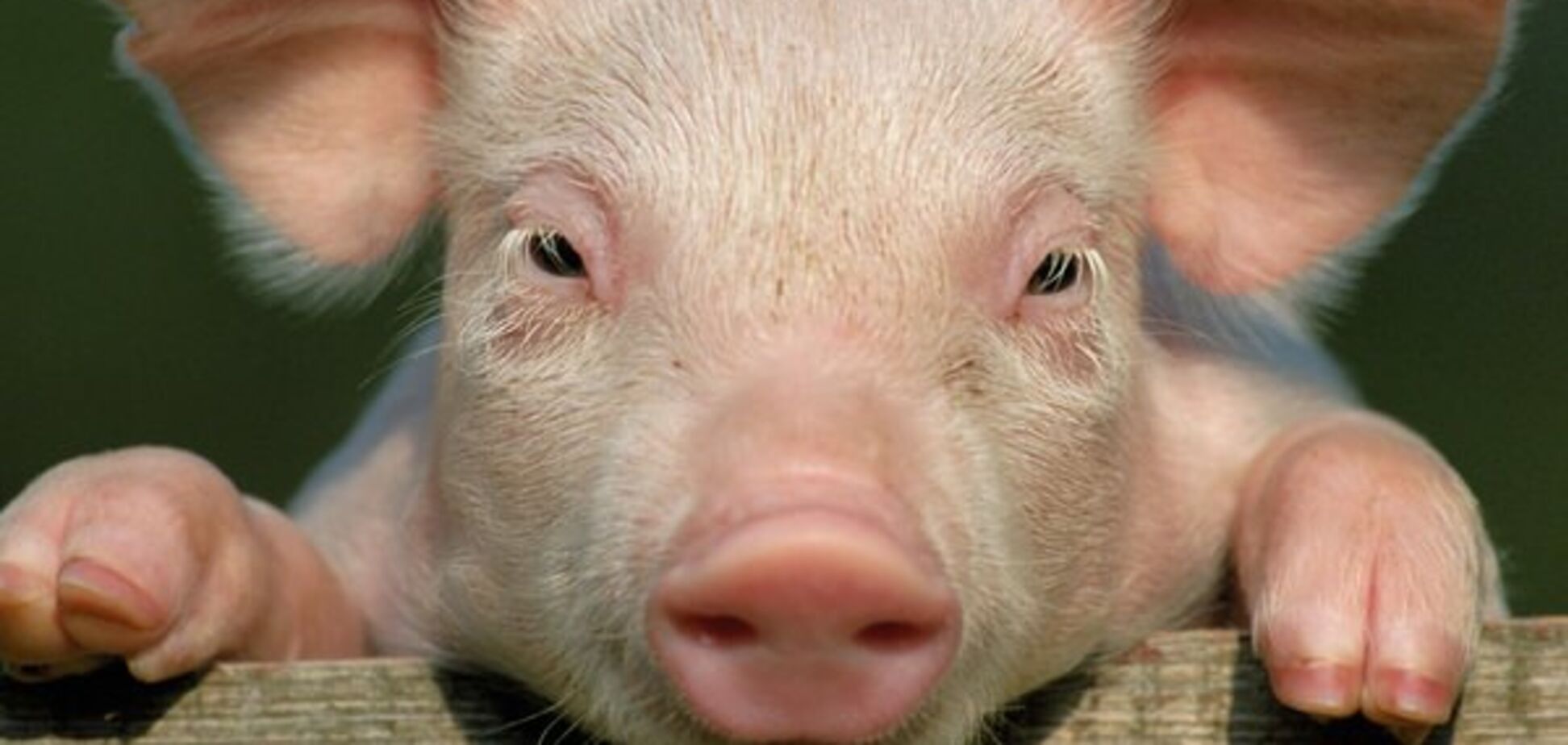 Как мертвая свинья изменила мировую историю