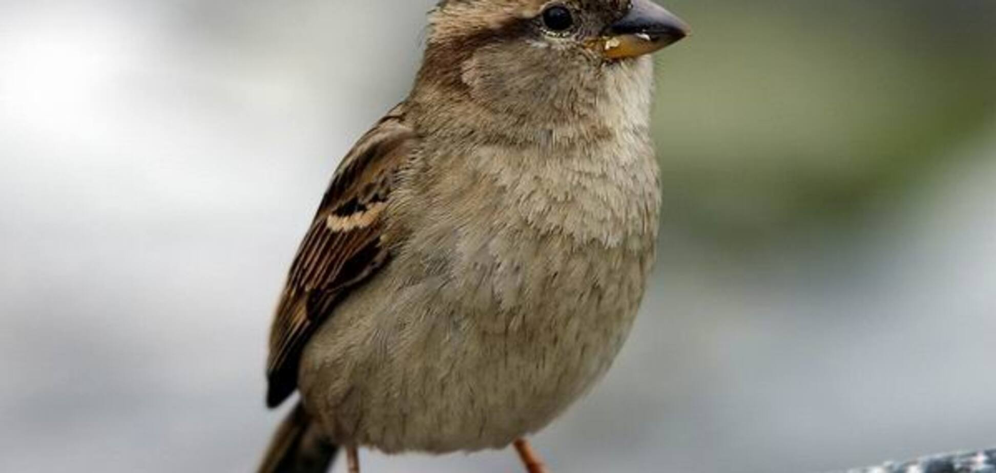 В США 'неуставной пилот' сорвал целый рейс