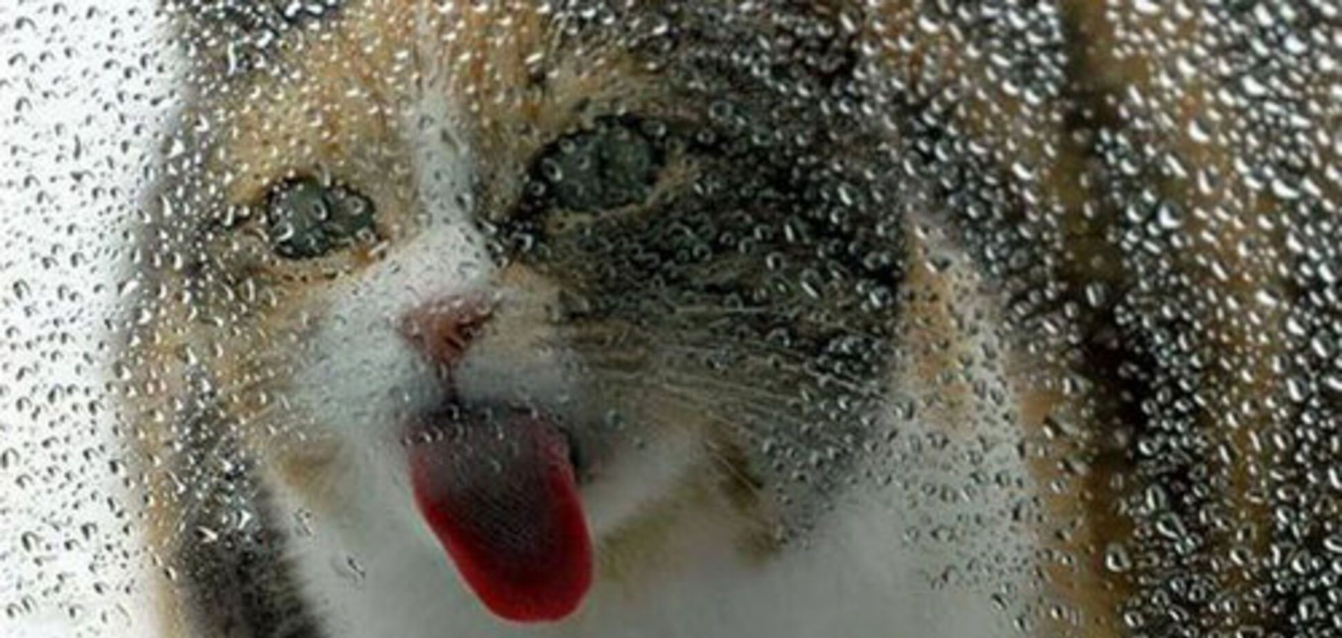 негода, дощ, сніг, кіт