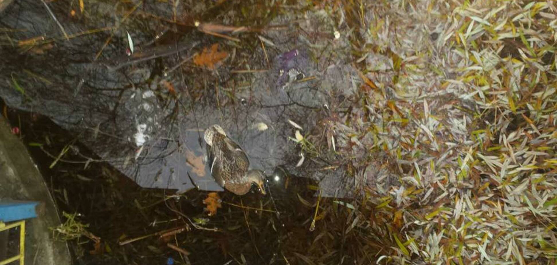 отстрел, утка