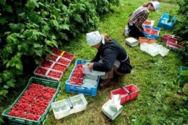 Робота у Польщі: як привабити заробітчан залишитись в Україні