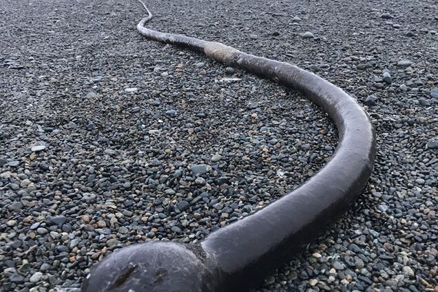 В России на побережье выбросило жутких 'морских чудовищ' из США: опубликованы фото