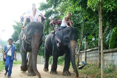 слон, туристы