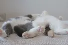 А чем у ваших котов пятки пахнут?